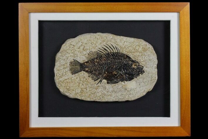 Framed Fossil Fish (Cockerellites) - Wyoming #143761